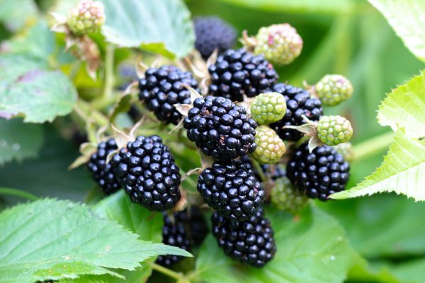 Blackberry Bush Removal in Lynchburg