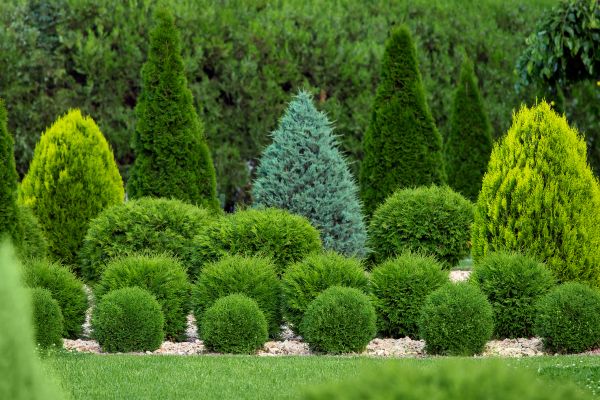 Cost of Bush Shaping Service in Lynchburg