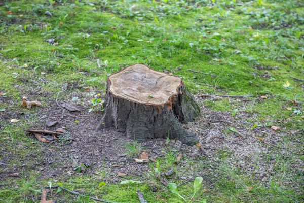 Bush Stump Removal in Lynchburg