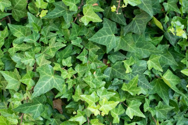 Cost of English Ivy Removal in Lynchburg