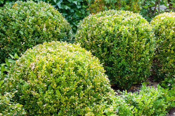 Cost of Landscape Trimming Service in Lynchburg