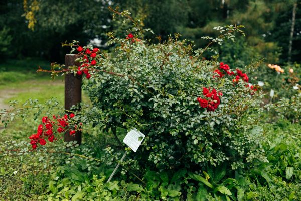 Cost of Rose Bush Removal in Lynchburg