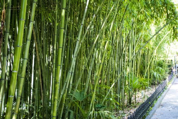 Cost of Bamboo Root Removal in Lynchburg