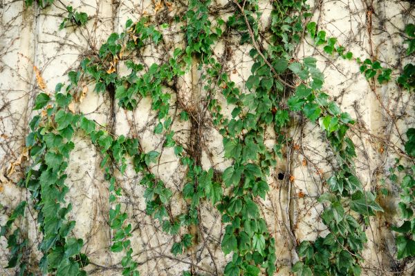 Cost of Vine Removal Service in Lynchburg