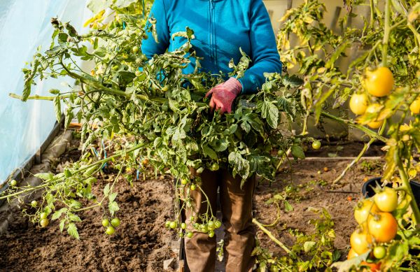 Cost of Garden Plant Removal in Lynchburg