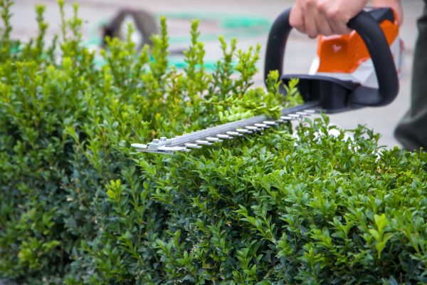 Hedge Shearing in Lynchburg