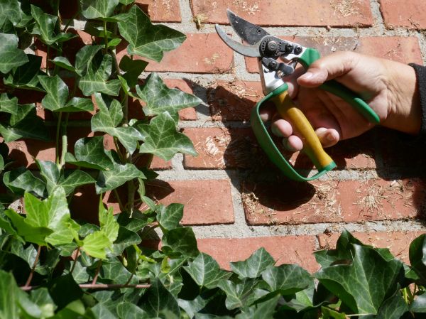 Cost of Ivy Removal Service in Lynchburg