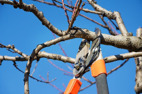 Cost of Selective Pruning in Lynchburg