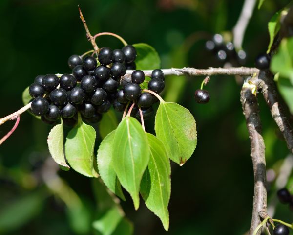 Cost of Buckthorn Removal in Lynchburg