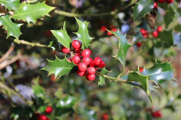 Cost of Holly Tree Trimming in Lynchburg