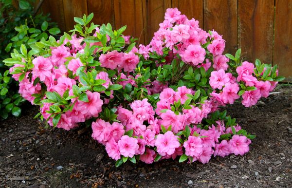 Cost of Azaleas Removal in Lynchburg