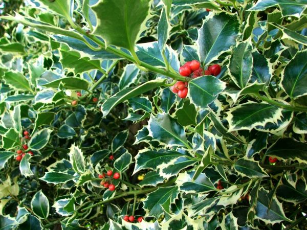 Cost of Holly Bushes Trimming in Lynchburg