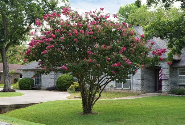 Crepe Myrtle Trimming in Lynchburg