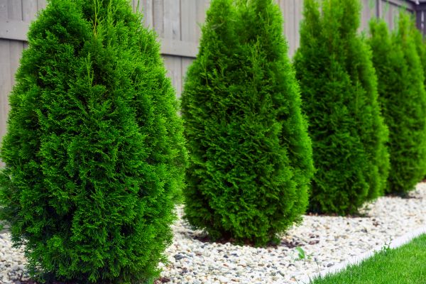 Cost of Arborvitae Removal in Lynchburg