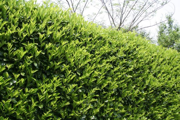 Cost of Laurel Shrub Removal in Lynchburg