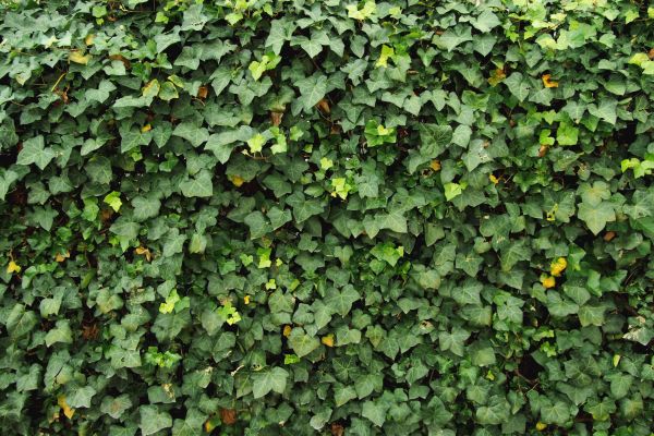 Cost of Ivy Pruning service in Lynchburg