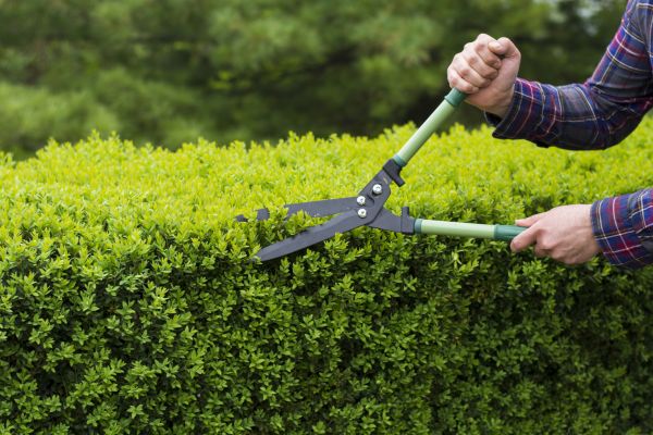 Cost of Evergreen Shrub Pruning in Lynchburg