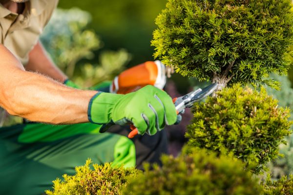 Cost of Landscape Pruning Service in Lynchburg