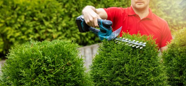 Cost of Hedge Shaping Service in Lynchburg