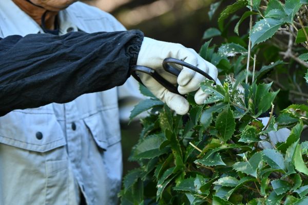 Holly Pruning in Lynchburg