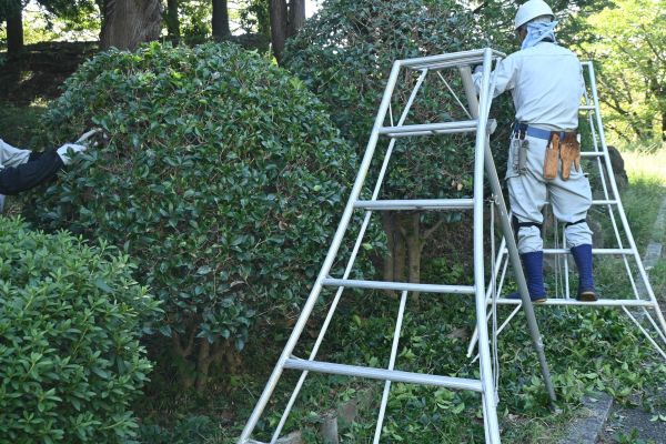 Cost of Holly Shaping in Lynchburg