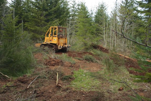 Cost of Shrubbery Clearing in Lynchburg