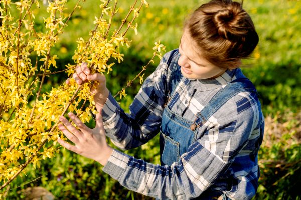 Cost of Forsythia Trimming in Lynchburg
