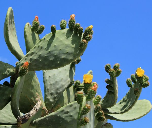 Cost of Cactus Removal in Lynchburg