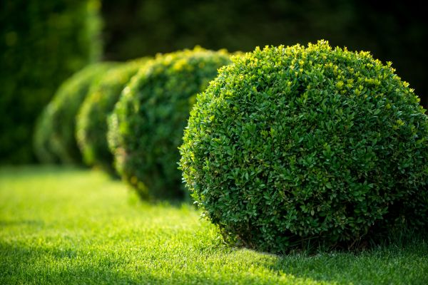 Cost of Boxwood Shaping in Lynchburg