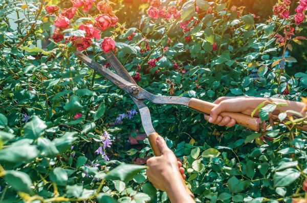 Knockout Roses Pruning in Lynchburg
