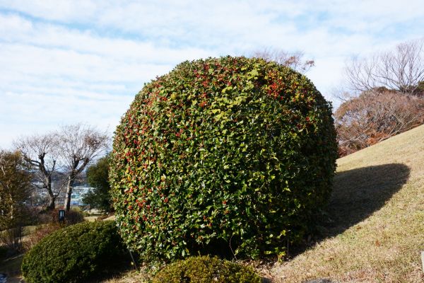 Cost of Holly Shrub Pruning in Lynchburg