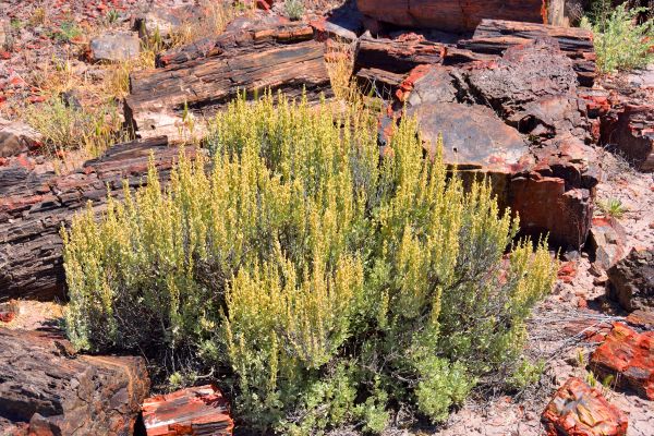 Cost of Sagebrush Removal in Lynchburg