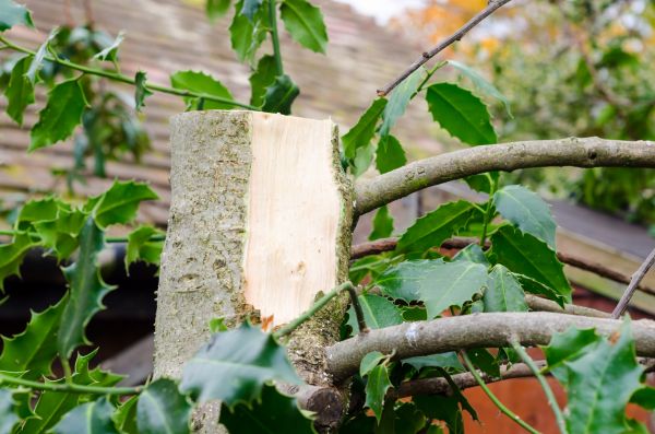 Cost of Holly Tree Removal in Lynchburg
