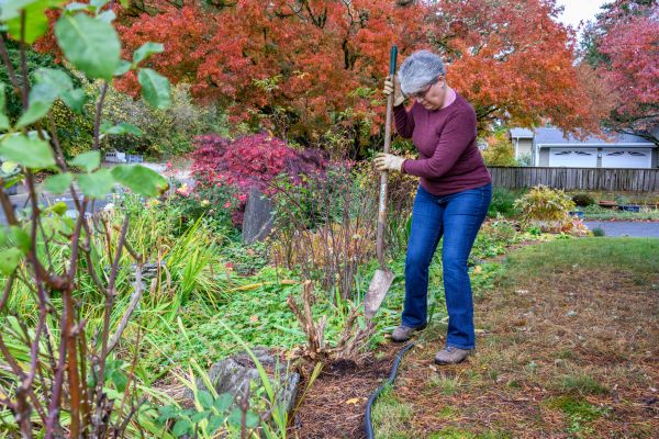 Cost of Dead Bush Removal in Lynchburg