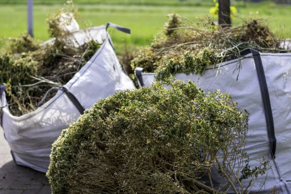 Cost of Dead Shrub Removal in Lynchburg