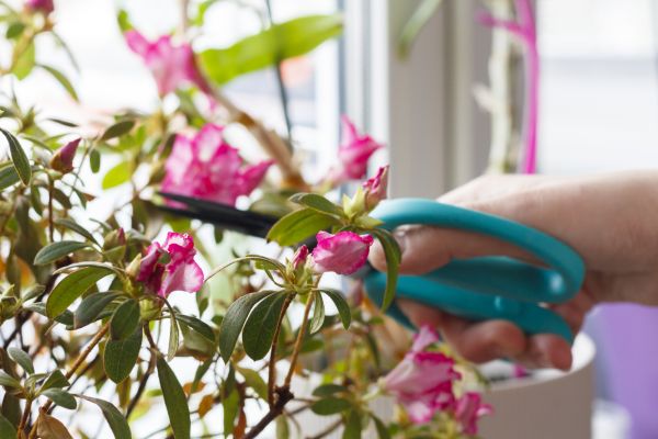 Azalea Pruning in Lynchburg