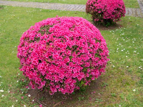 Cost of Rhododendron Pruning in Lynchburg