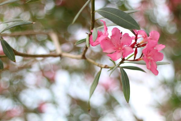 Cost of Oleander Removal in Lynchburg