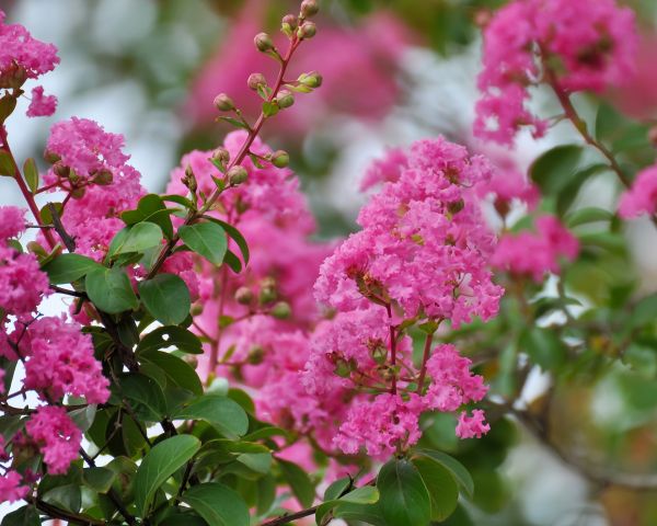 Cost of Crepe Myrtle Removal in Lynchburg