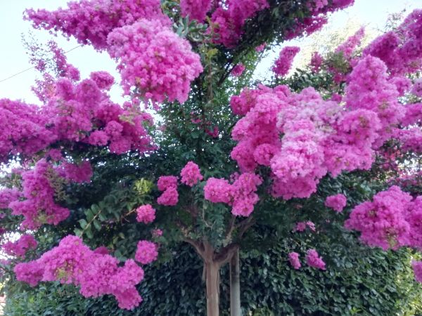 Cost of Crape Myrtle Pruning in Lynchburg