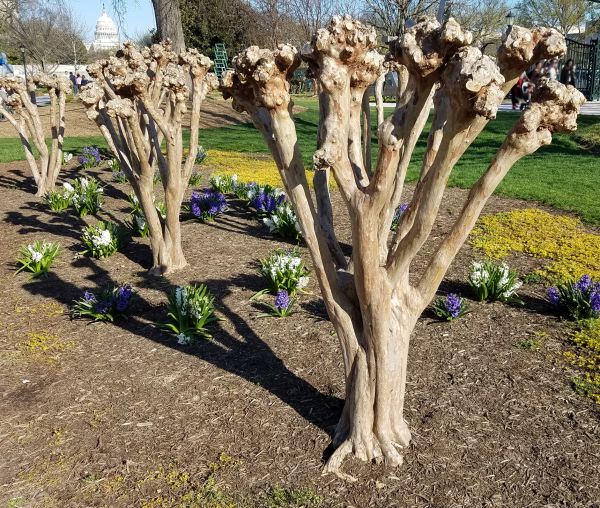 Cost of Myrtle Tree Removal in Lynchburg