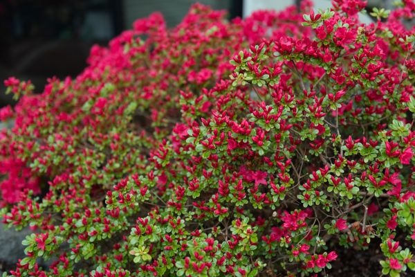 Cost of Weigela Removal Service in Lynchburg