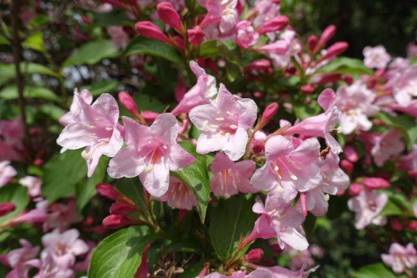 Cost of Weigela Pruning Service in Lynchburg