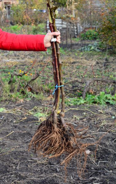 Cost of Shrub Root Removal in Lynchburg