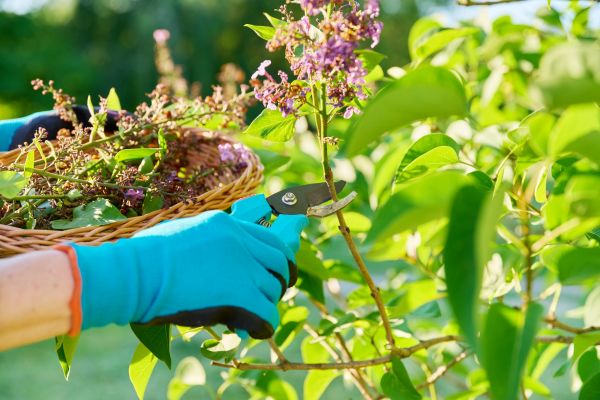 Cost of Lilac Trimming Service in Lynchburg