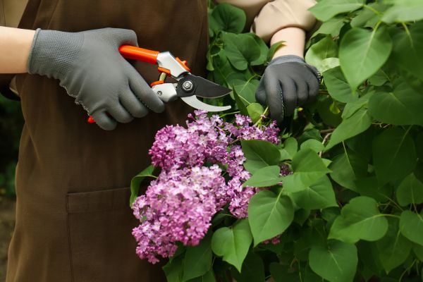 Cost of Lilac Pruning Service in Lynchburg