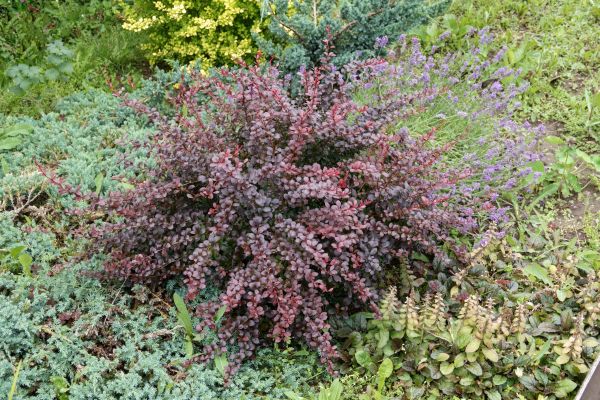 Cost of Japanese Barberry Removal in Lynchburg