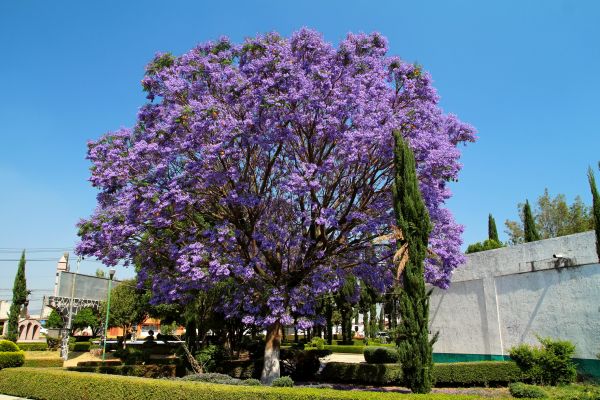 Cost of Jacaranda Pruning in Lynchburg