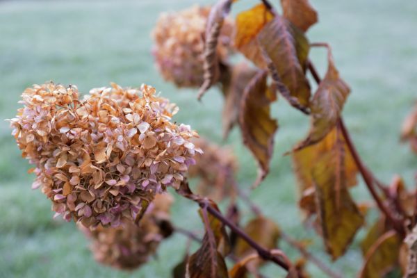 Cost of Hydrangea Removal in Lynchburg