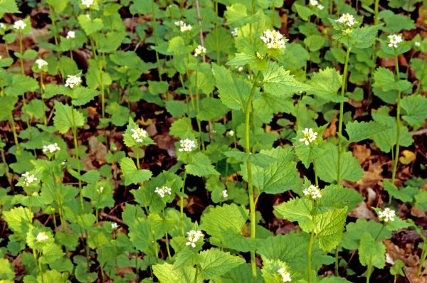 Cost of Garlic Mustard Removal in Lynchburg